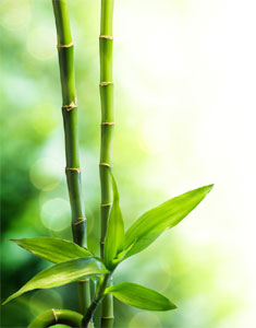 Bamboo